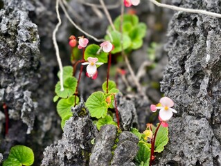 Begonia soluta Craib