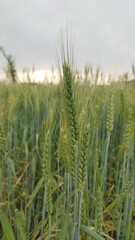 field of wheat in summer