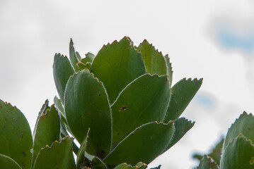 Fuzzy green plant leaves, Western Cape
