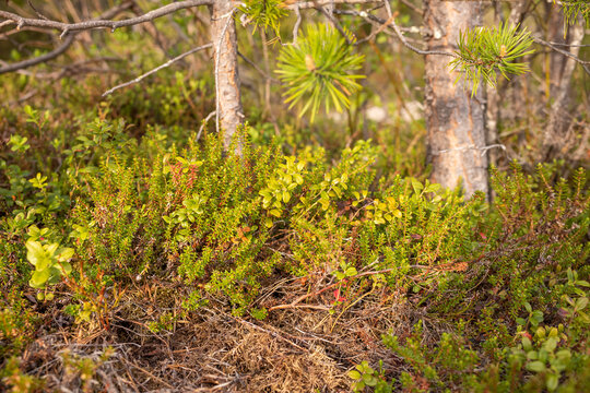 Sweden Nature Close Up Plants Forest