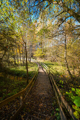 Obraz premium Landscape around the Gerolstein reservoir in autumn. Idyllic nature at the lake in the Eifel region. 