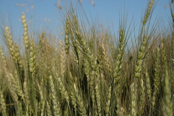 Zielone kłosy pszenicy na wiejskim polu podczas pięknej słonecznej pogody.  © tomo81