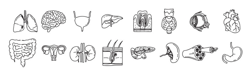  line sketch internal organs individual elements human body drawing