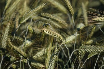 Zielone kłosy pszenicy na wiejskim polu podczas pięknej słonecznej pogody.  © tomo81