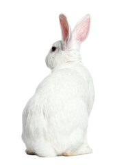 Obraz premium White rabbit sitting peacefully, viewed from behind.
