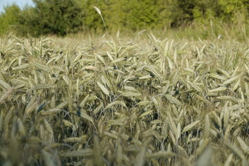 Zielone kłosy pszenicy na wiejskim polu podczas pięknej słonecznej pogody.  © tomo81