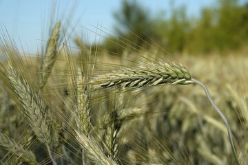 Zielone kłosy pszenicy na wiejskim polu podczas pięknej słonecznej pogody.  © tomo81