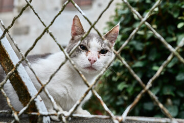 Chat