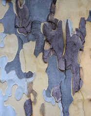 Color of bark American sycamore tree. Spotted peeling texture of bark sycamore, full frame, abstract background. Close-up. Copy space. Selective focus.