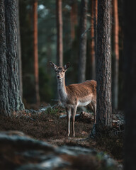 A deer calmly standing in a forest bathed in sunlight
