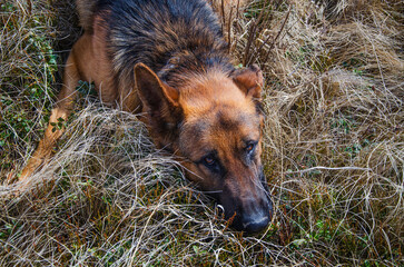 Dog, German Shepherd, named Jack