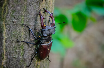 Stag Beetle