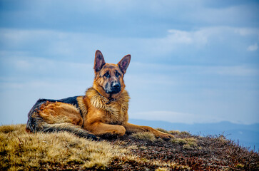 Dog, German Shepherd, named Jack