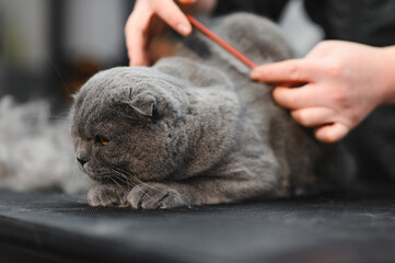 Woman hands combing fur of a cat with brush. Woman taking care of pet removing hair at home. Cat grooming, combing wool. Express molt. Beautiful cat in a beauty salon