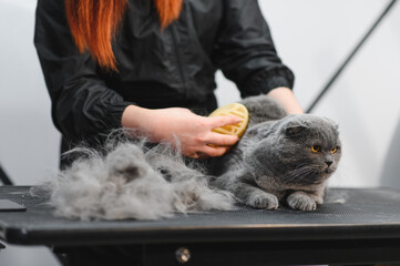 Cat grooming in pet beauty salon. Grooming master cuts and shaves a cat, cares for a cat. The vet...