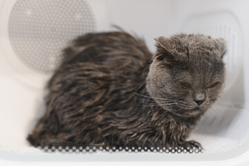 Automatic box dryer for cats and dogs. Grooming salon