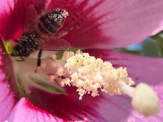 bee on pink flower