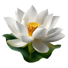 White Lotus Flower: Close-up of a pristine white lotus flower, showcasing its delicate petals, golden stamen, and vibrant green leaf.  The image evokes serenity and purity.