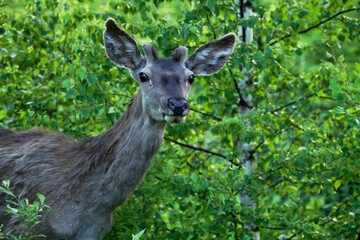 deer in the woods