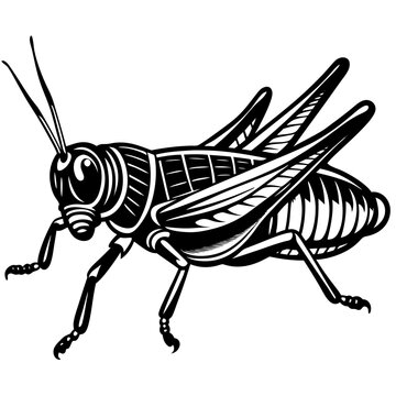 black and white grasshopper insect clip art preview
