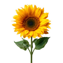 Fototapeta premium Sunflower's Sunny Embrace: A single sunflower, radiating vibrant hues of yellow and gold, stands tall against the background. It's a symbol of joy and positivity.