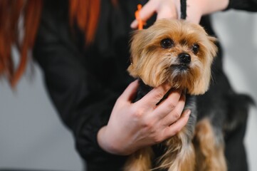 Grooming animals, grooming, drying and styling dogs, combing wool. Grooming master cuts and shaves,...