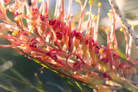 red and yellow flowers - Powered by Adobe