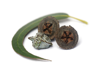 Dried eucalyptus fruits gumnuts and green eucalipto leaves on white background