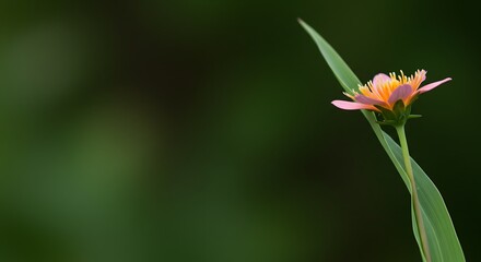 Delicate Flower with Green Background in Soft Focus