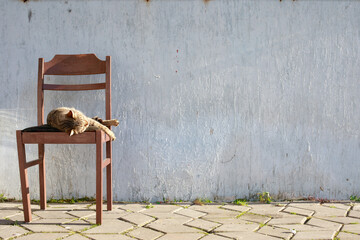 Cat Resting on Brown Wooden Chair Against a White Wall Background Outdoors