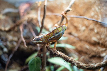 A beautiful chameleon on a tree branch. The chameleon is looking out for prey. 