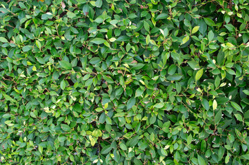 landscape photo green leaves wall background