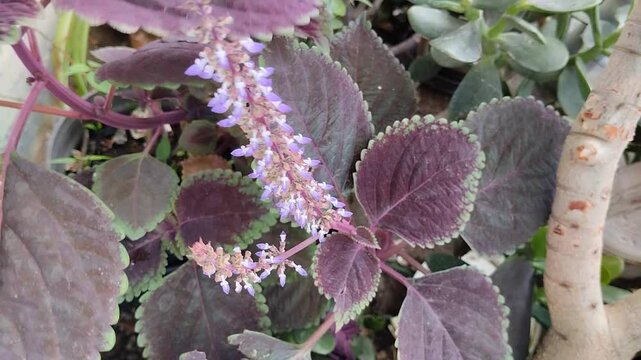 Un primer plano de una planta Coleo o Cretona  con las hojas movi&eacute;ndose por el viento en un jard&iacute;n