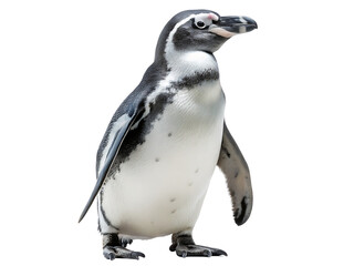 Obraz premium full body portrait of a penguin standing isolated on white background PNG ,ai generated