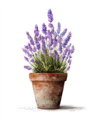 Fototapeta premium lavender plant flowers in pot watercolor illustration on white
