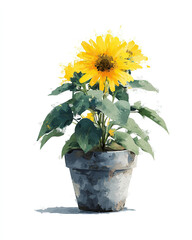 Obraz premium sunflower plant in plant pot watercolor illustration on white