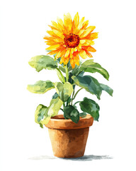 Obraz premium sunflower plant in plant pot watercolor illustration on white