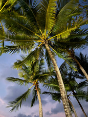 Obraz premium coconut palm tree on sunset sky