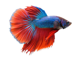 Fototapeta premium A vibrant betta fish on transparent