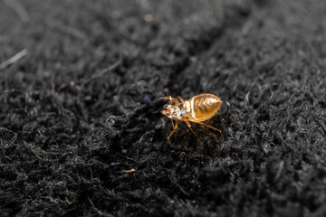 Shed exoskeleton of bed bug