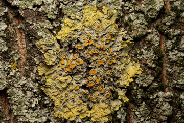 Tree texture close up photo