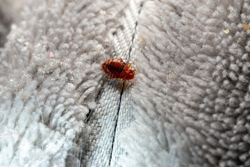 Bed bugs