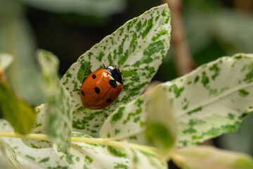 Ladybug on a leaf