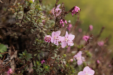 piante di montagna con piccoli fiori color rosa in un ambiente naturale, di giorno, in estate