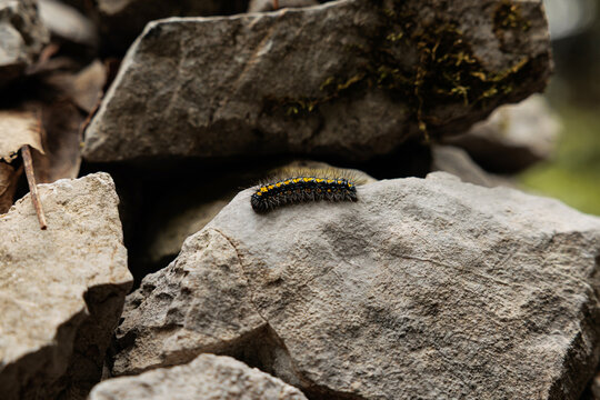 vista macro di un bruco peloso, dalla pelle ricca di lunghi peli e coperto da strisce color giallo e nero sul dorso, in un ambiente naturale, di giorno, in estate