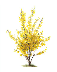Fototapeta premium forsynthia plant flowering yellow watercolor illustration 