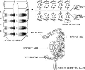 Coloring page with scheme of septal nephridial system of Pheretima earthworm for biology lesson. Diagram of excretory system of earthworm