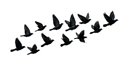 A flock of dark pigeons flying in formation against a black background isolated on transparent background