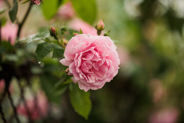 vista macro di un fiore di colore rosa