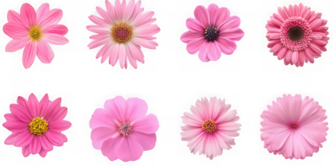 Collection of eight delicate pink daisy like flowers isolated on transparent background